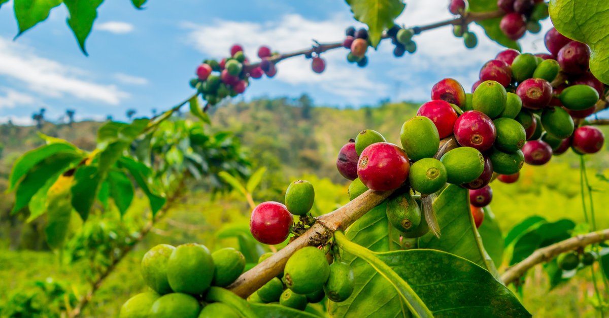 NCA Web Banner Coffee Plantation